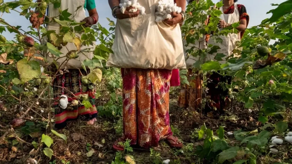 organic cotton farming - fashion commerce Patagonia